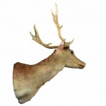 Deer Head. Click for more information...